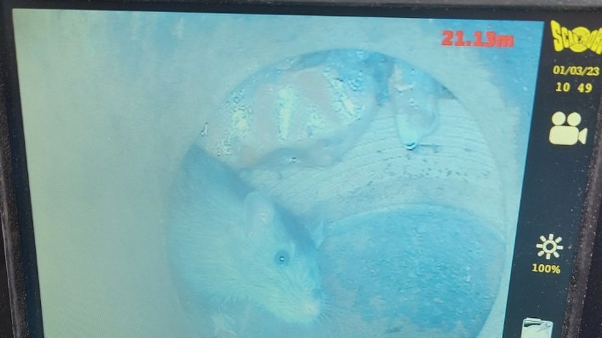 rats-inside-drain-cctv